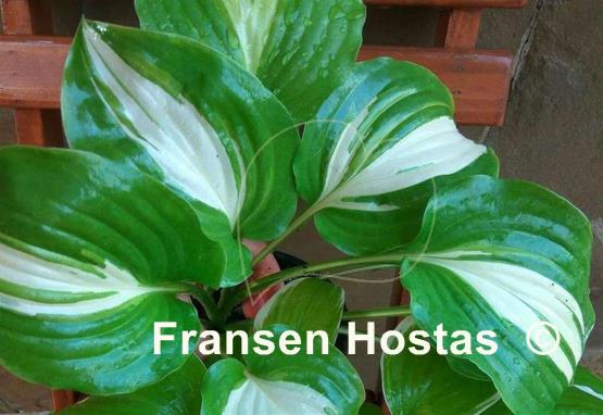 Hosta Parthenon